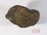 中國犀牛左股骨遠端外側部藏品圖，第2張